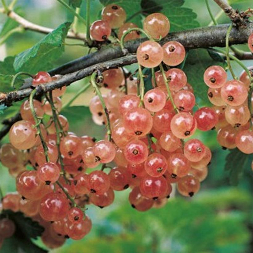 Grosella roja Gloire des Sablons (Cosecha)