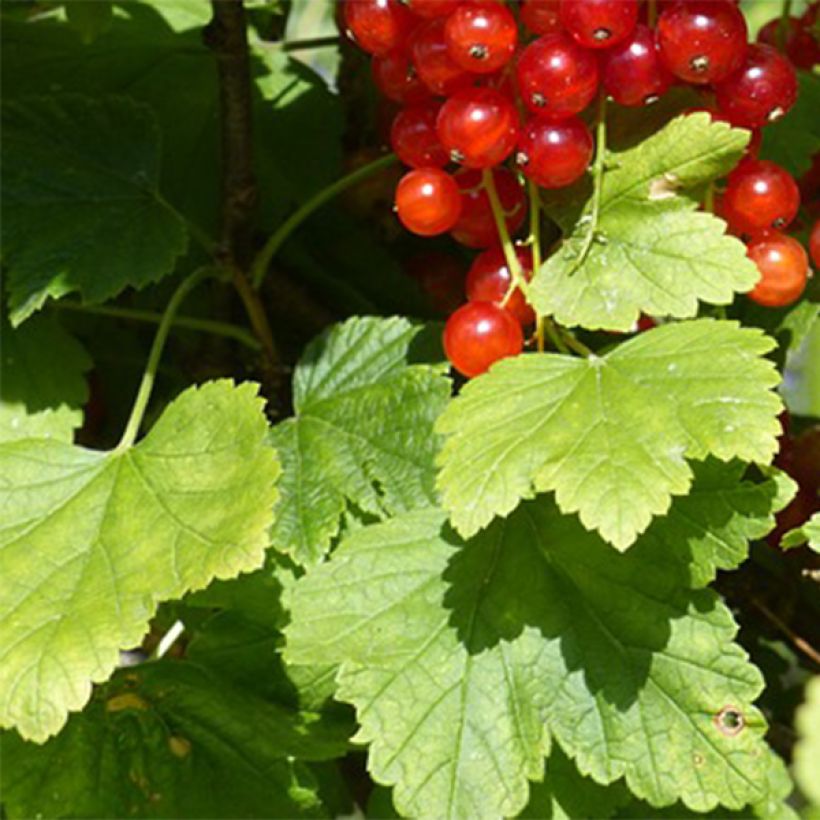 Grosella roja Junifer (Follaje)