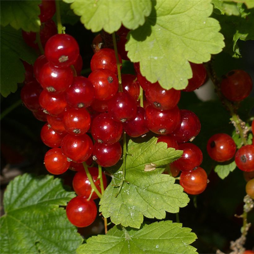 Grosella roja Junifer (Cosecha)