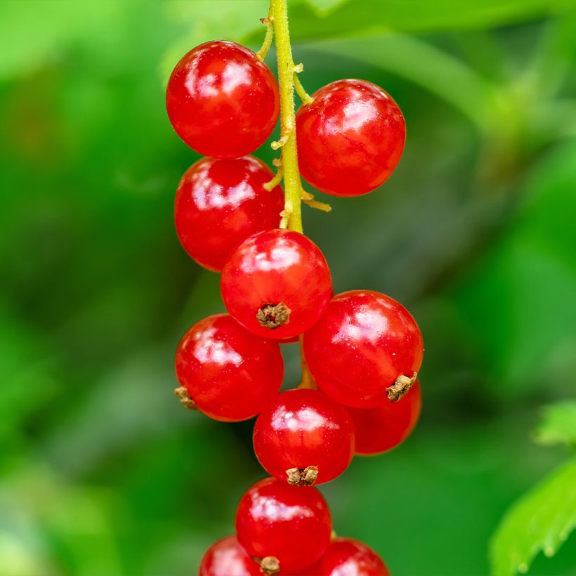 Grosella roja (Cosecha)