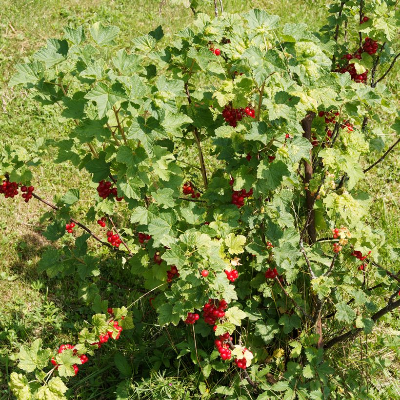 Grosella roja (Porte)