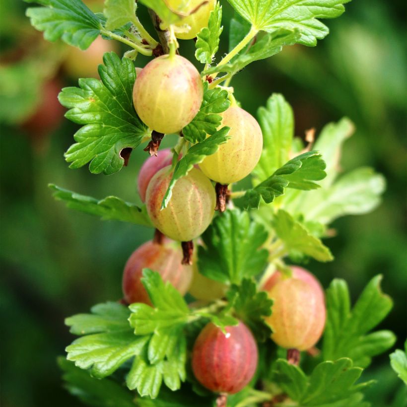 Grosella espinosa Pixwell (Cosecha)