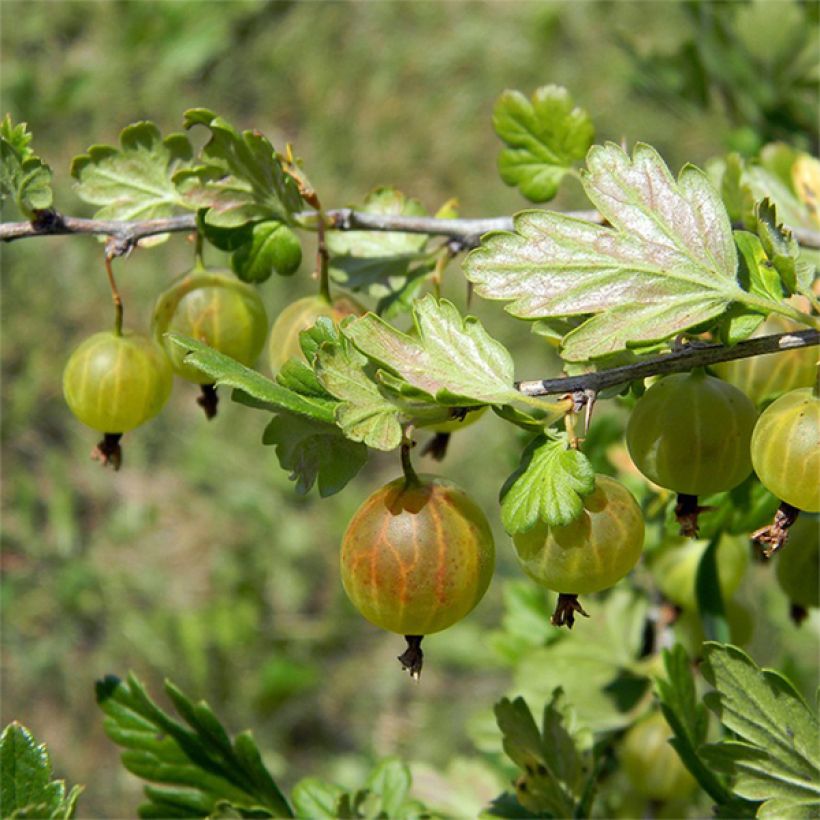 Grosella espinosa Hinnonmäki Grün (Cosecha)