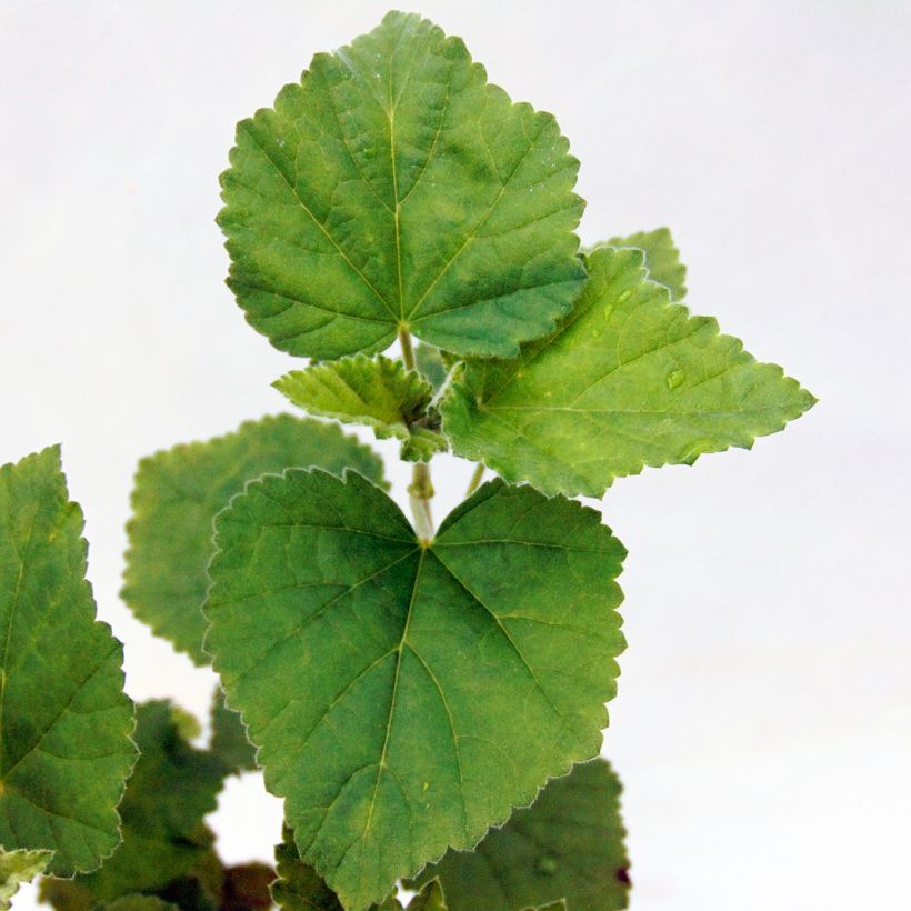 Malvavisco - Althaea officinalis (Follaje)