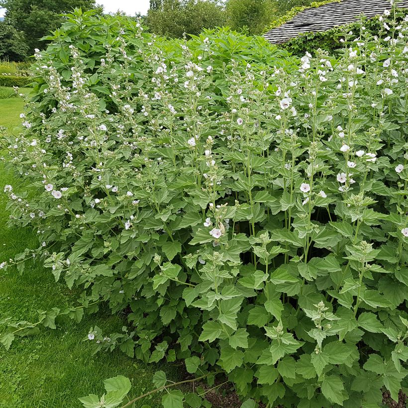 Malvavisco - Althaea officinalis (Porte)