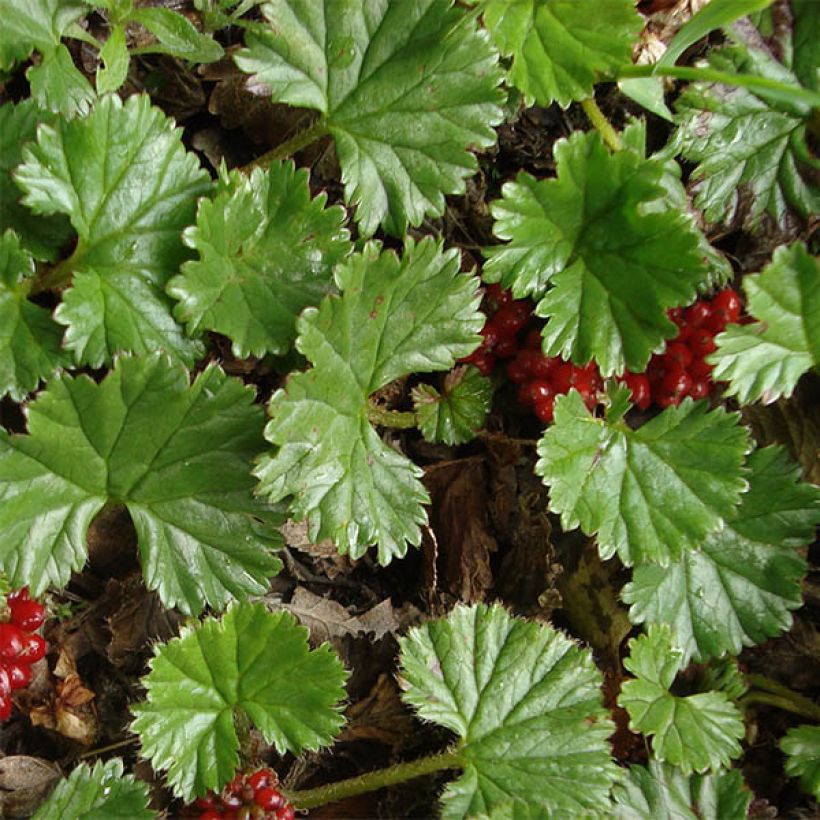 Gunnera magellanica - Nalca magallánica (Follaje)