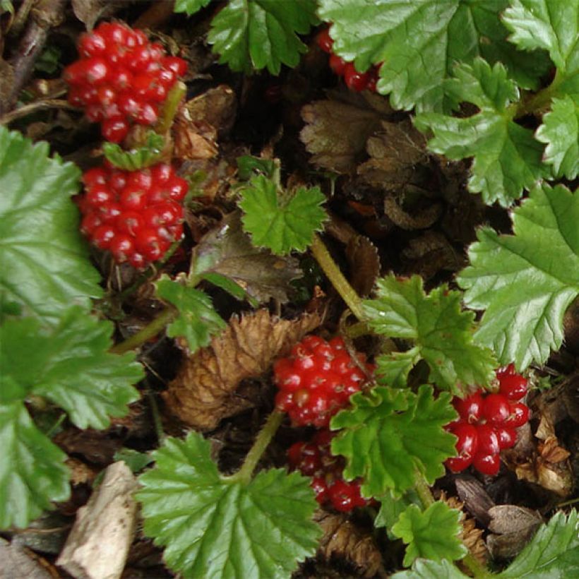 Gunnera magellanica - Nalca magallánica (Floración)