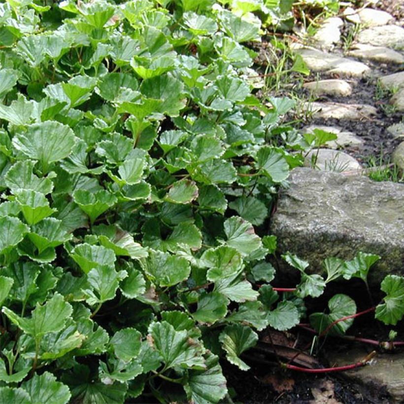 Gunnera magellanica - Nalca magallánica (Porte)