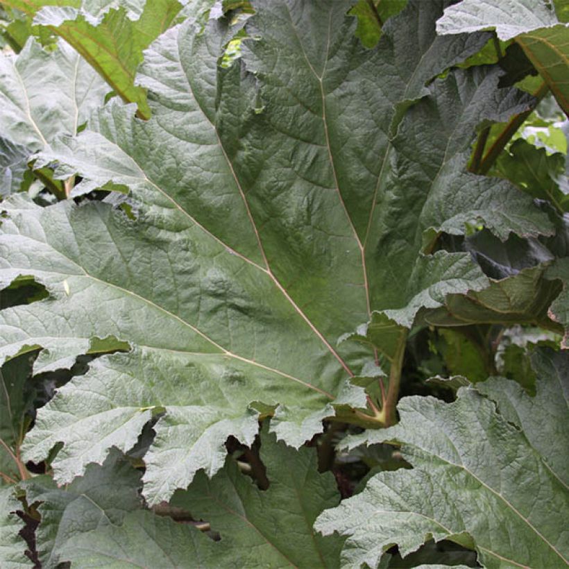 Gunnera tinctoria - Nalca (Follaje)