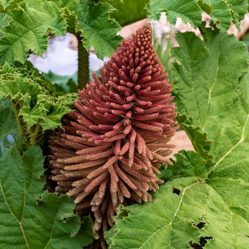 Gunnera tinctoria - Nalca (Floración)