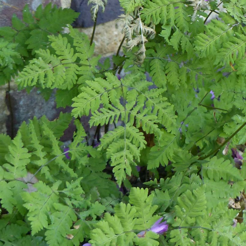 Gymnocarpium dryopteris - Helecho seco (Follaje)