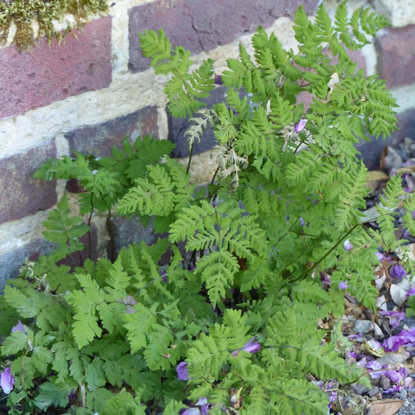 Gymnocarpium dryopteris - Helecho seco (Porte)