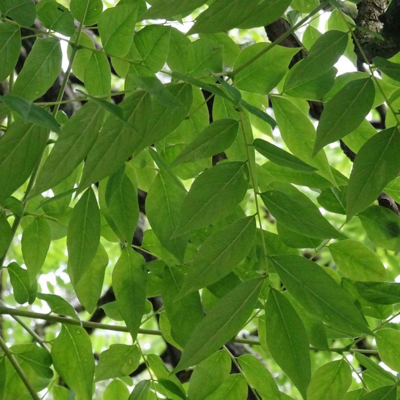 Gymnocladus dioica - Raigón del Canadá (Follaje)