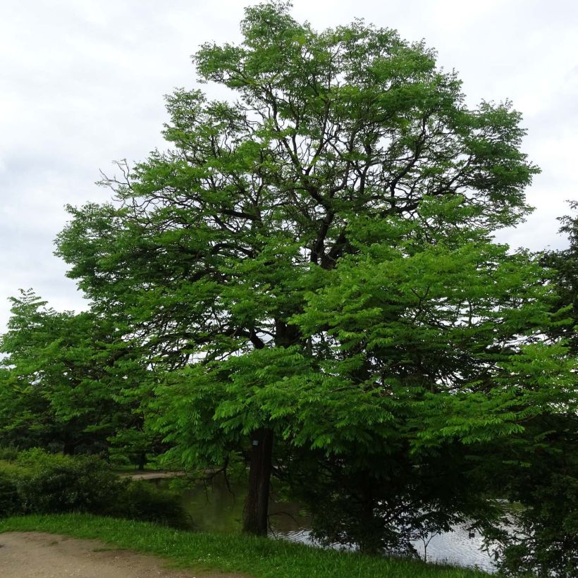 Gymnocladus dioica - Raigón del Canadá (Porte)