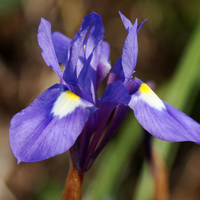 Gynandris sisyrinchium - Espigadilla (Floración)