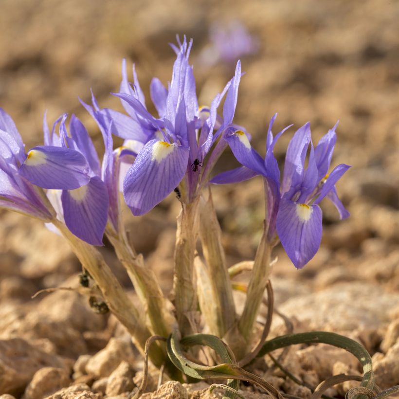 Gynandris sisyrinchium - Espigadilla (Porte)