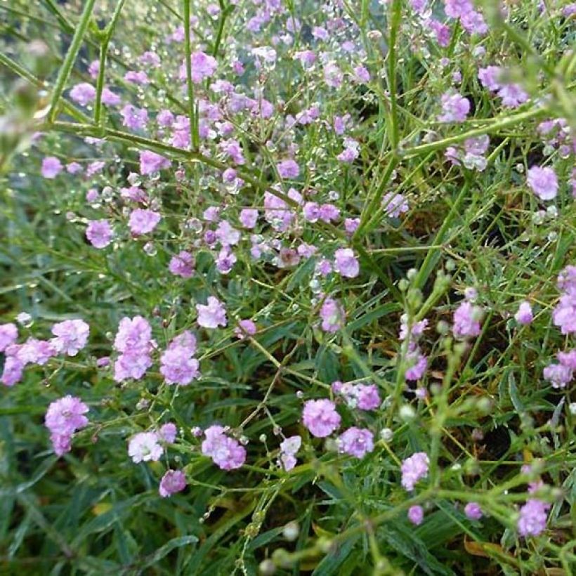 Gypsophila paniculata Festival Pink (Floración)