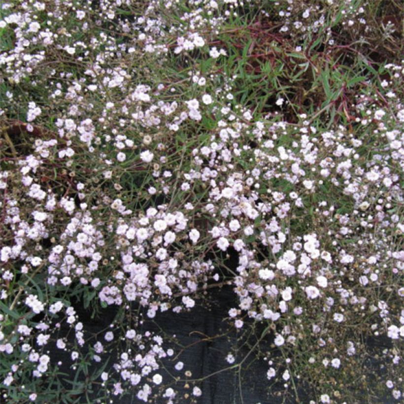 Gypsophila paniculata Rosenschleier (Floración)