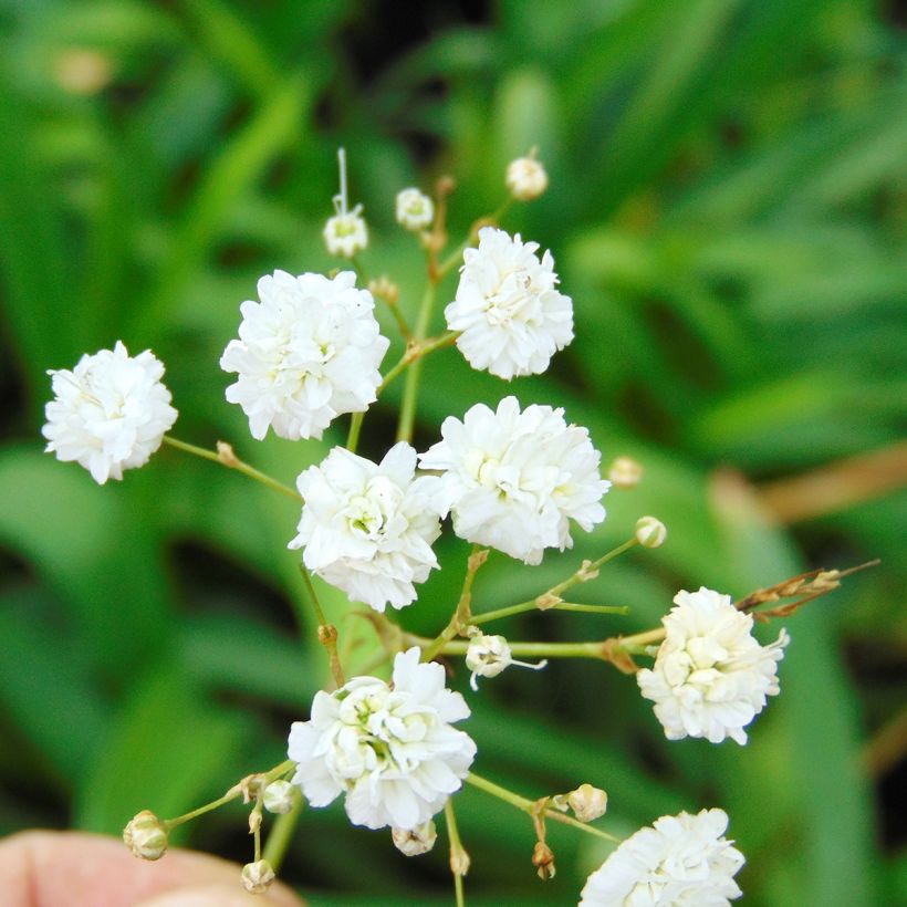 Gypsophila paniculata Bristol Fairy (Floración)