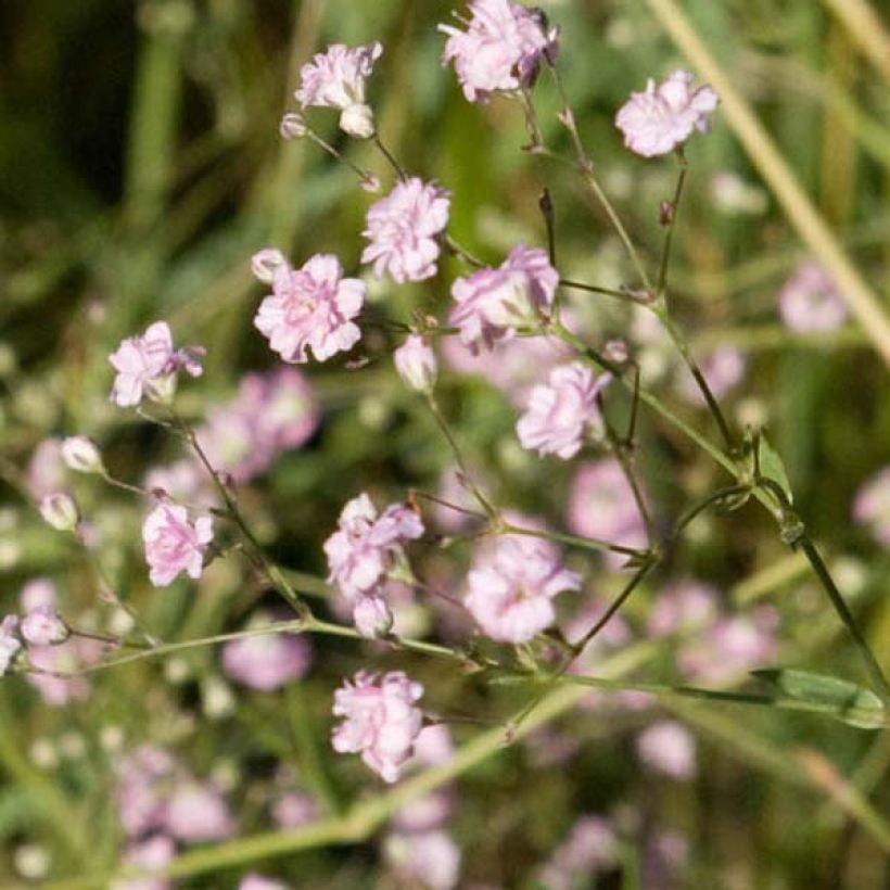 Gypsophila paniculata Flamingo (Floración)