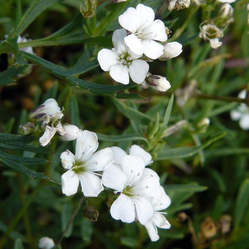 Gypsophila repens White Angel - Aliento de bebé (Follaje)