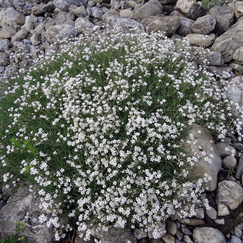 Gypsophila repens White Angel - Aliento de bebé (Porte)