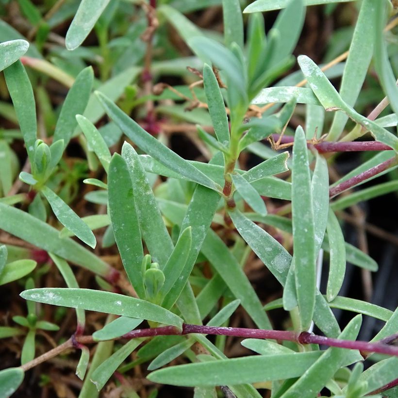 Gypsophila repens Alba - Aliento de bebé (Follaje)