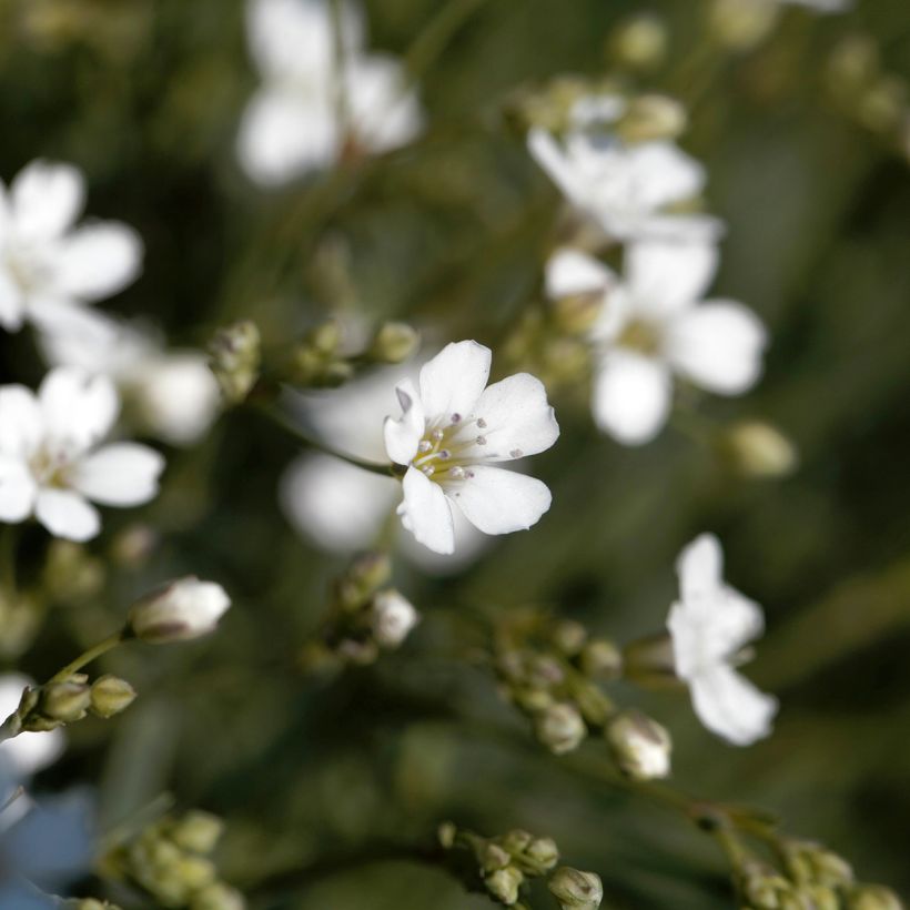 Gypsophila repens Alba - Aliento de bebé (Floración)