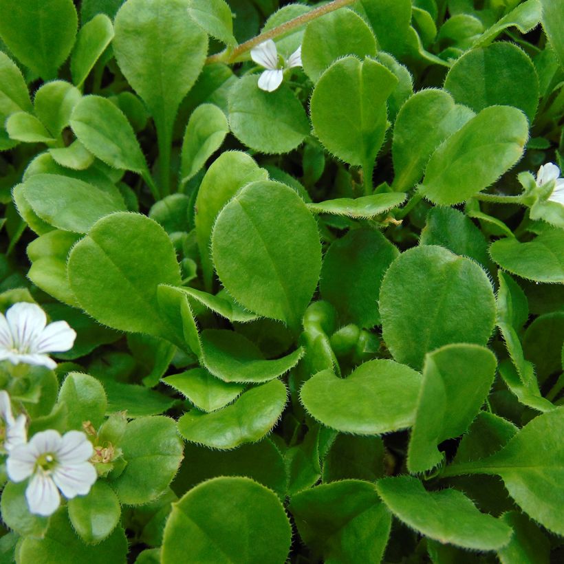 Gypsophila cerastioides - Gipsófila (Follaje)