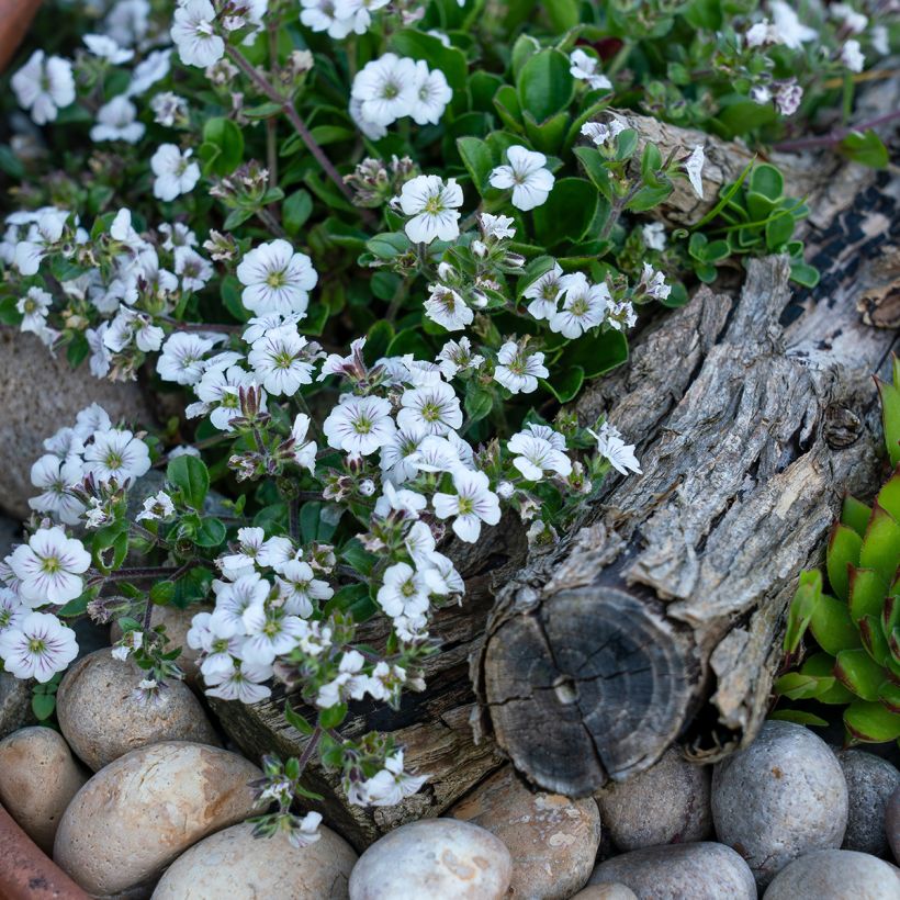 Gypsophila cerastioides - Gipsófila (Porte)