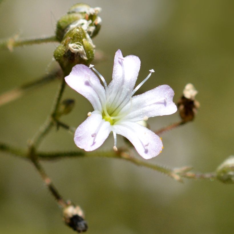 Gypsophila pacifica - Paniculata (Floración)