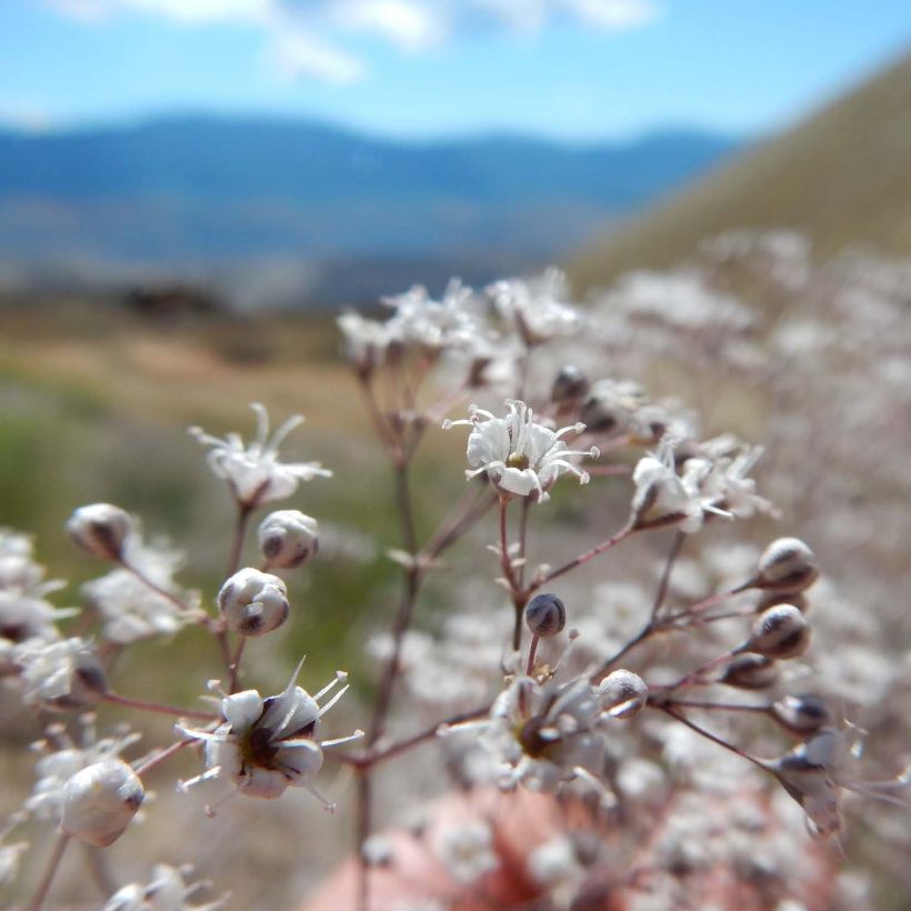 Gypsophila paniculata Schneeflocke (Floración)