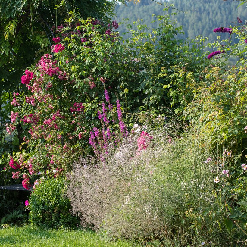 Gypsophila paniculata Schneeflocke (Porte)