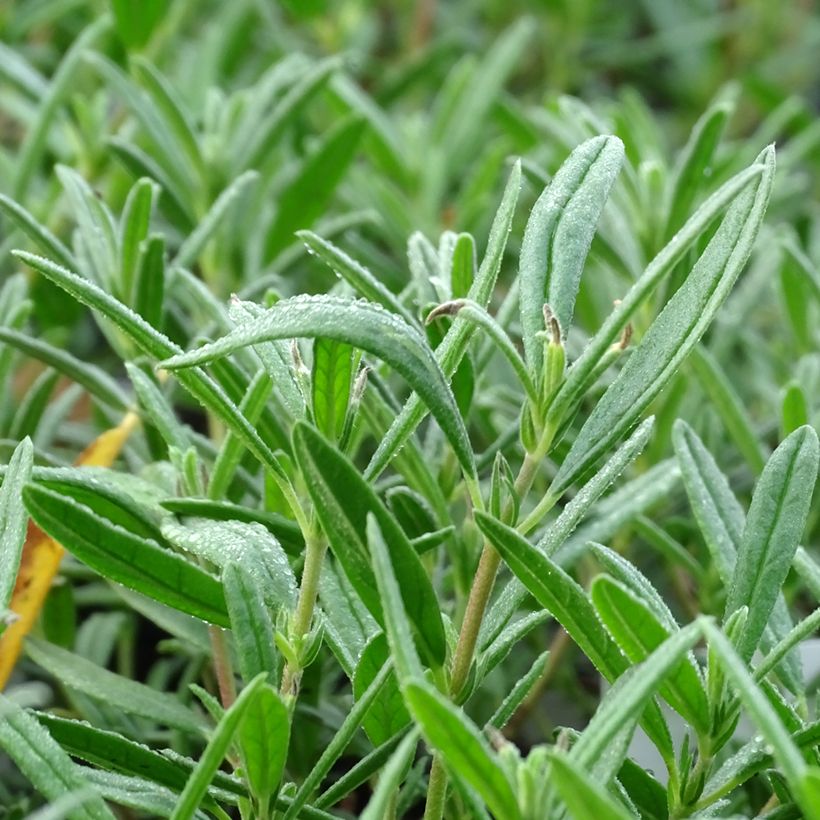 Helianthemum Suprême (Follaje)