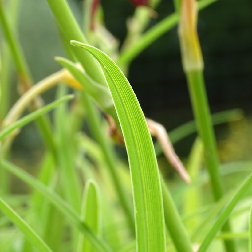 Hemerocallis Final Touch (Follaje)