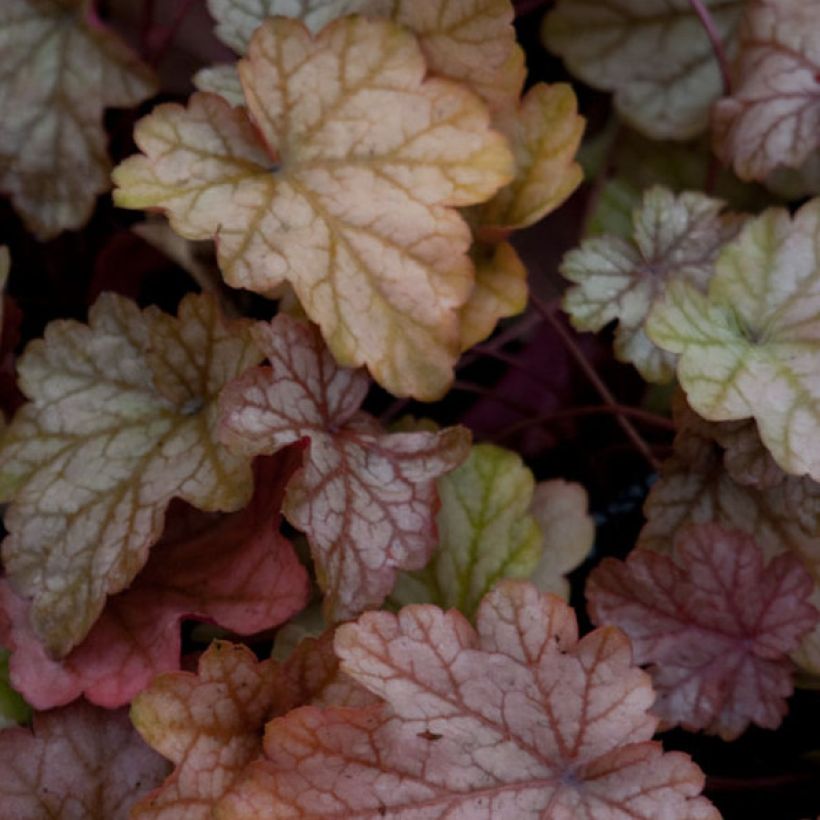 Heuchera Vienna (Follaje)