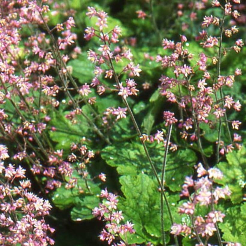 Heucherella alba Bridget Bloom (Floración)