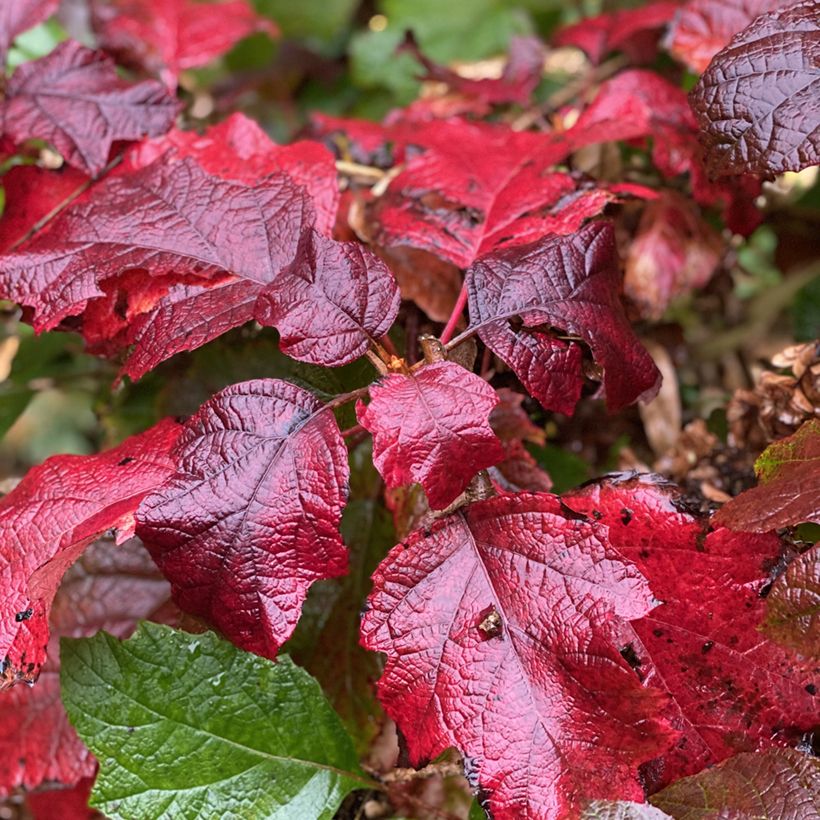 Hortensia quercifolia Snowcicle - Hortensia de hoja de roble (Follaje)