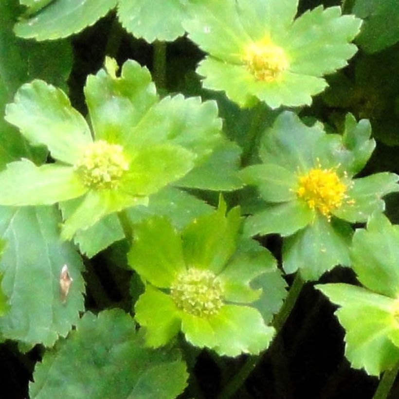 Hacquetia epipactis (Follaje)