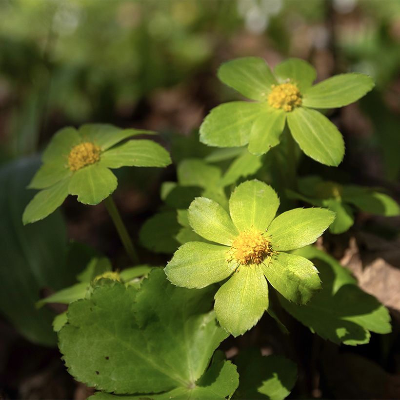 Hacquetia epipactis (Floración)