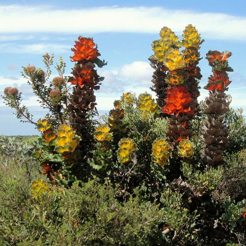 Hakea victoria (Porte)