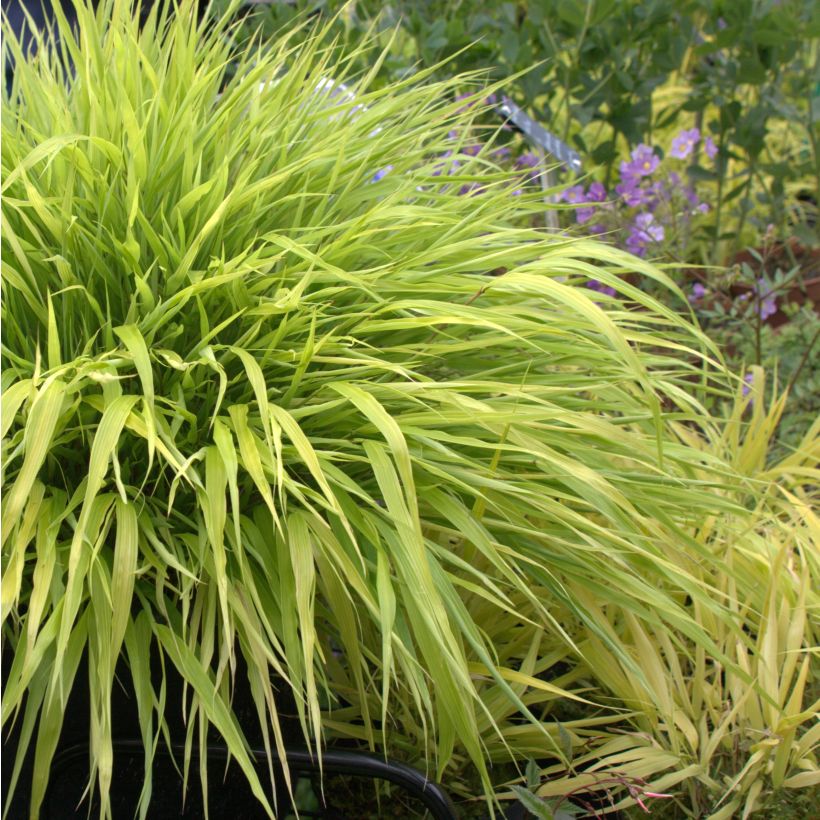 Hakonechloa macra All Gold (Porte)