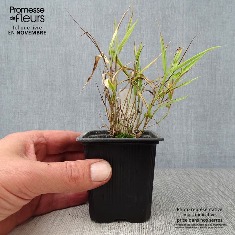 Ejemplar de Hakonechloa macra Aureola en godet de 8/9cm entregado en otoño