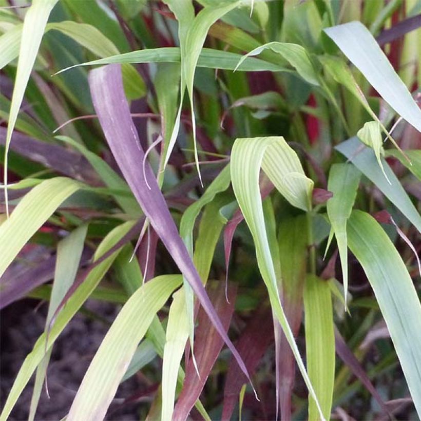 Hakonechloa macra Beni-Kaze (Follaje)