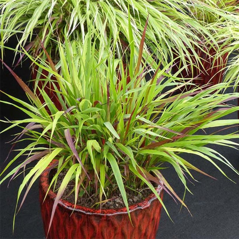 Hakonechloa macra Beni-Kaze (Porte)