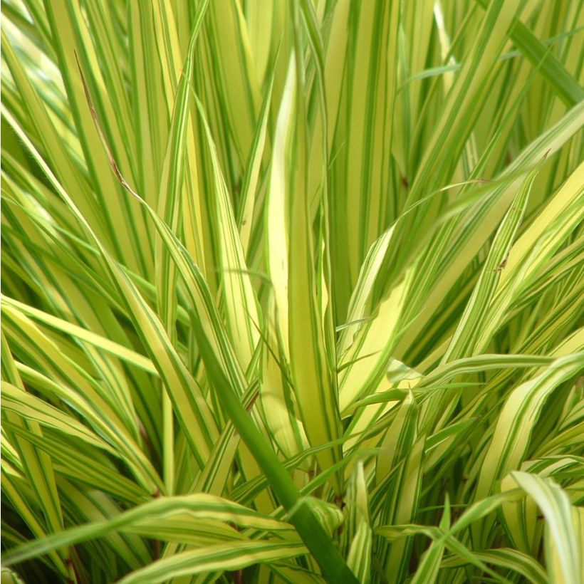 Hakonechloa macra Aureola (Follaje)