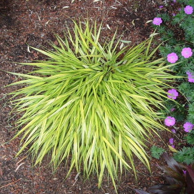 Hakonechloa macra Aureola (Porte)