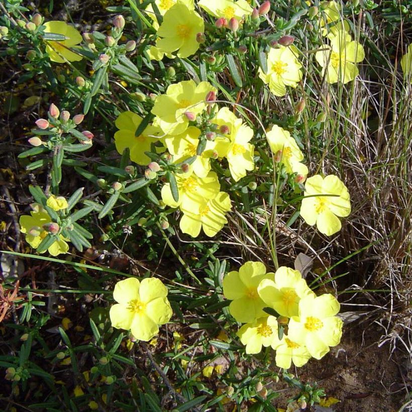 Jara estepa - Halimium commutatum (Floración)