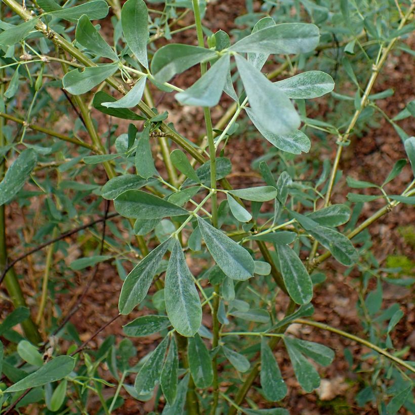 Halimodendron halodendron - Salígnite (Follaje)