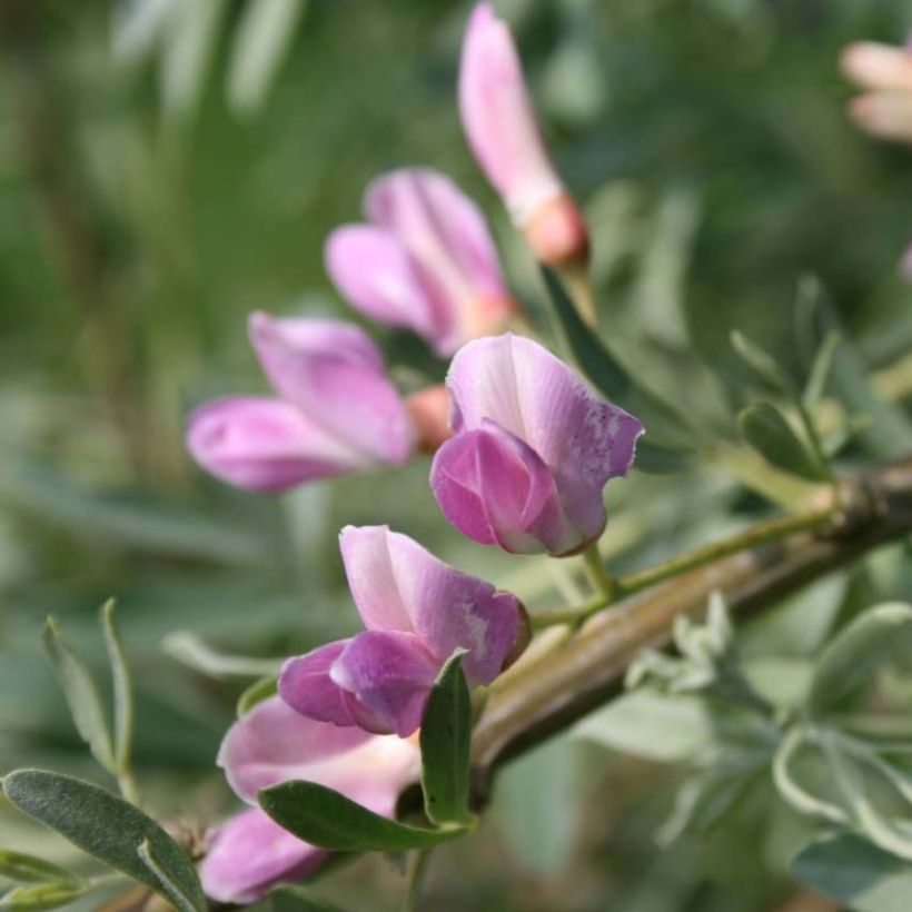 Halimodendron halodendron - Salígnite (Floración)